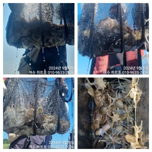 여수 히트호 9일 주꾸미 조황 (내일자리여유) 선상낚시로 잡은 물고기 조황