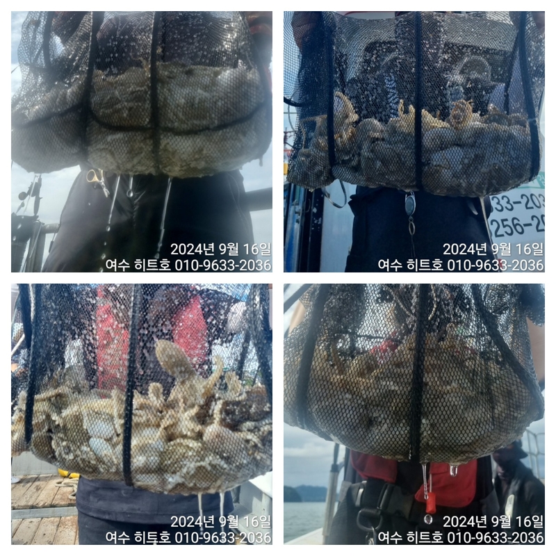 여수 히트호 의 조황일지 이미지 - 1