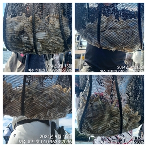 여수히트호 15일 대왕 쭈꾸미 조황 ^^ 선상낚시로 잡은 물고기 조황