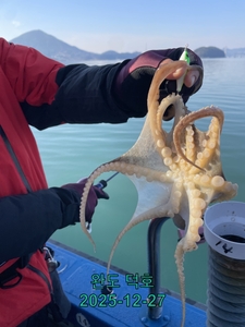 완도덕호 12.27 쭈꾸미  선상낚시로 잡은 물고기 조황