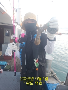 완도덕호 9.1 쭈꾸미  선상낚시로 잡은 물고기 조황