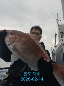 완도덕호 2.14 참돔타이라바 선상낚시로 잡은 물고기 조황
