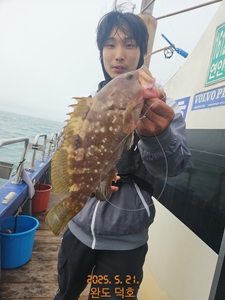 완도덕호 5.21 다잡아타이라바  선상낚시로 잡은 물고기 조황