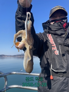 완도덕호 12.28 쭈꾸미  선상낚시로 잡은 물고기 조황