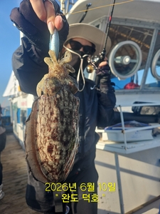 완도덕호 6.10 봄갑오징어  선상낚시로 잡은 물고기 조황