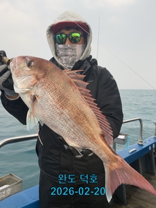완도덕호 2.20 참돔타이라바  선상낚시로 잡은 물고기 조황