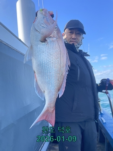 완도덕호 1.9 참돔타이라바  선상낚시로 잡은 물고기 조황