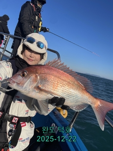 완도덕호 12.22 참돔타이라바  선상낚시로 잡은 물고기 조황