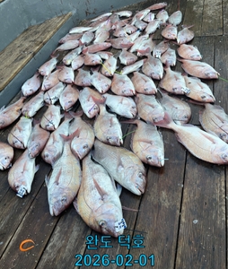 완도덕호 2.1 참돔타이라바  선상낚시로 잡은 물고기 조황