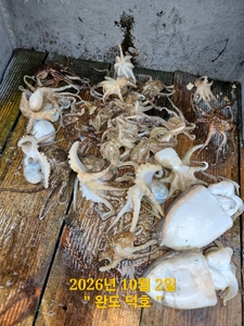 완도덕호 10.2 짬낚  선상낚시로 잡은 물고기 조황