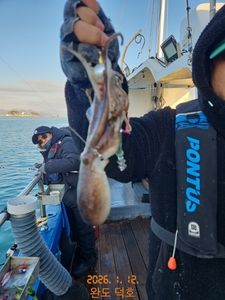 완도덕호 1.12 쭈꾸미  선상낚시로 잡은 물고기 조황