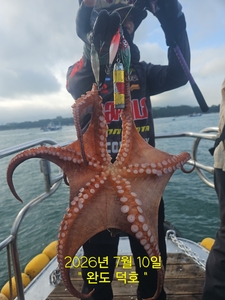 완도덕호 7.10 문어  선상낚시로 잡은 물고기 조황