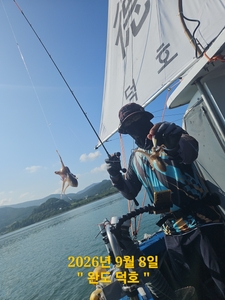 완도덕호 9.8 쭈꾸미  선상낚시로 잡은 물고기 조황