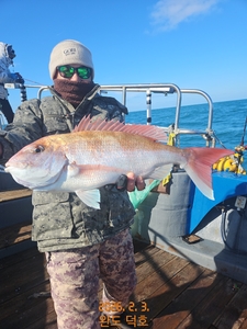 완도덕호 2.3 참돔타이라바  선상낚시로 잡은 물고기 조황