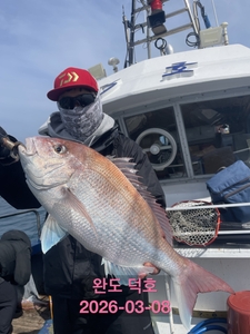 완도덕호 3.8 참돔타이라바  선상낚시로 잡은 물고기 조황