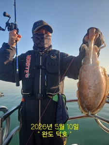 완도덕호 5.10 봄갑오징어  선상낚시로 잡은 물고기 조황
