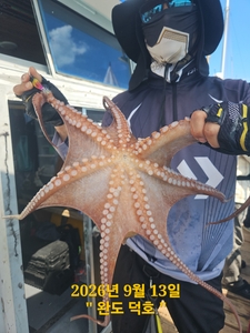 완도덕호 9.13 문어  선상낚시로 잡은 물고기 조황