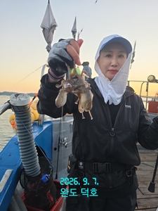 완도덕호 9.7 쭈꾸미  선상낚시로 잡은 물고기 조황