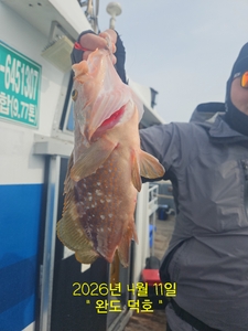 완도덕호 5.2 토요일 외수질 출조모집  선상낚시로 잡은 물고기 조황