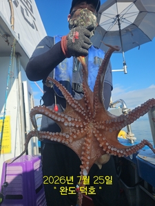 완도덕호 7.25 문어  선상낚시로 잡은 물고기 조황