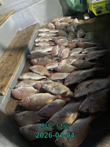 완도덕호 1.4 참돔타이라바  선상낚시로 잡은 물고기 조황