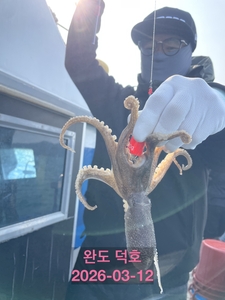 완도덕호 3.12 쭈꾸미  선상낚시로 잡은 물고기 조황