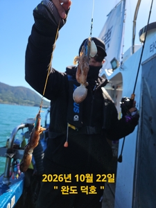 완도덕호 10.22 쭈꾸미  선상낚시로 잡은 물고기 조황