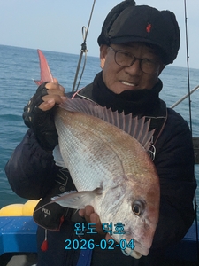 완도덕호 2.13 참돔타이라바 출조모집  선상낚시로 잡은 물고기 조황