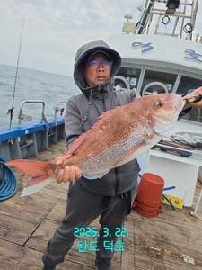 완도덕호 3.22 참돔타이라바  선상낚시로 잡은 물고기 조황