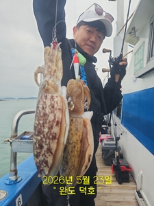 완도덕호 5.23 봄갑오징어  선상낚시로 잡은 물고기 조황