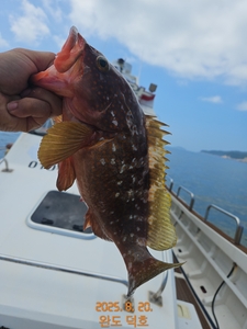 완도덕호 8.20 외수질 짬낚  선상낚시로 잡은 물고기 조황