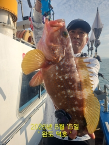 완도덕호 8.15 생새우 외수질  선상낚시로 잡은 물고기 조황