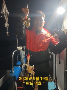 완도덕호 9.19 쭈꾸미  선상낚시로 잡은 물고기 조황
