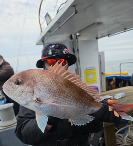 완도덕호 4.26 참돔타이라바 출조모집  선상낚시로 잡은 물고기 조황