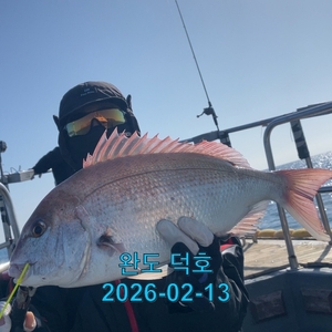 완도덕호 2.13 참돔타이라바 선상낚시로 잡은 물고기 조황
