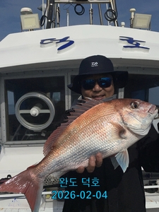 완도덕호 2.4 참돔타이라바  선상낚시로 잡은 물고기 조황