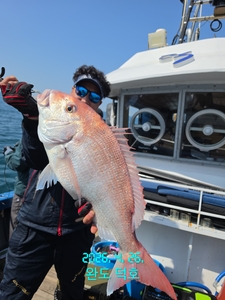 완도덕호 4.26 참돔타이라바  선상낚시로 잡은 물고기 조황