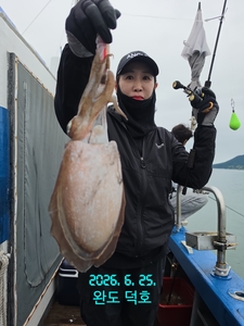완도덕호 6.25 봄갑오징어  선상낚시로 잡은 물고기 조황