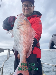 완도덕호 12.20 참돔타이라바  선상낚시로 잡은 물고기 조황