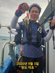 완도덕호 9.8 쭈꾸미 출조모집  선상낚시로 잡은 물고기 조황