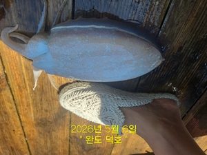 완도덕호 5.9~10일 산란갑오징어 출조모집  선상낚시로 잡은 물고기 조황