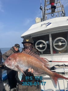 완도덕호 1.17 참돔타이라바  선상낚시로 잡은 물고기 조황