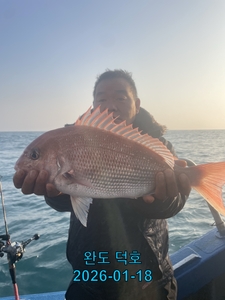 완도덕호 1.18 참돔타이라바  선상낚시로 잡은 물고기 조황