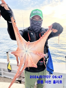 7월7일 강릉 사천 홀리호 문어 조황입니다 선상낚시로 잡은 물고기 조황