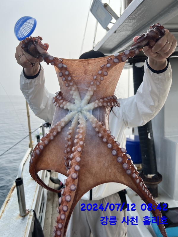 강릉 홀리호의 조황일지 이미지 - 9