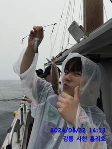 6월 22일 강릉 사천 홀리호 오후 참가자미 체험 조황입니다  선상낚시로 잡은 물고기 조황