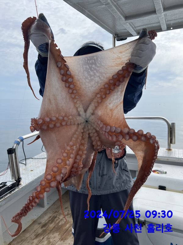 강릉 홀리호의 조황일지 이미지 - 6