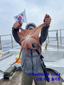 6월8일 강릉 사천 홀리호 문어 조황입니다 선상낚시로 잡은 물고기 조황