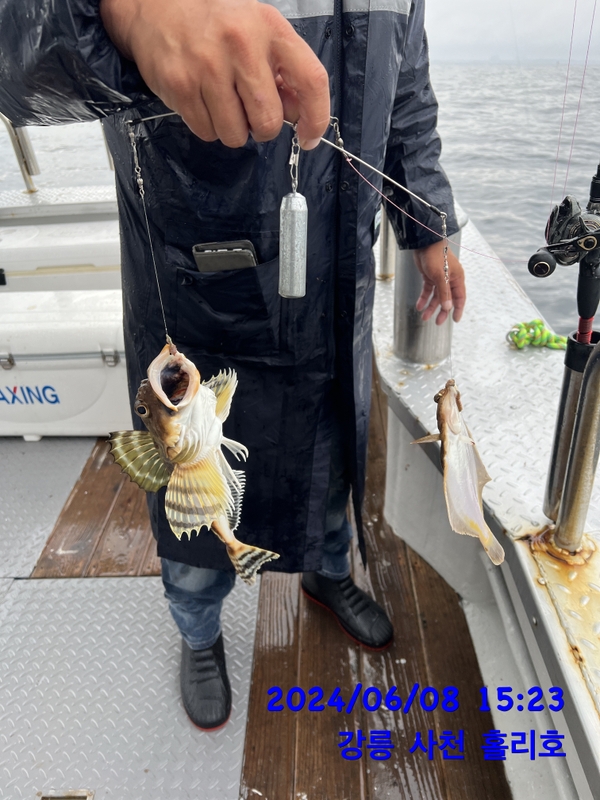 강릉 홀리호의 조황일지 이미지 - 4