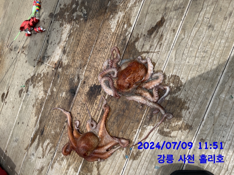 강릉 홀리호의 조황일지 이미지 - 13